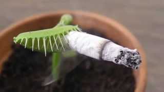 Carnivorous Plant Smoking a CIGARETTE 捕蠅草 [upl. by Letnwahs493]