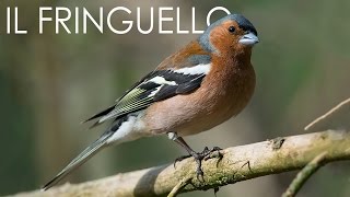 Il Fringuello Fringilla coelebs [upl. by Rramahs]