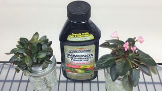 African Violets  POWDERY MILDEW  Symptoms Treatment Prevention [upl. by Ahsekyt]