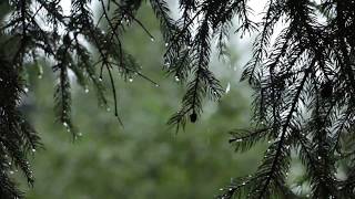 Relaxing Sound of Rain and Wind in Forest 1 Hour  Rain Drops Falling From Trees with Wind [upl. by Keyte685]