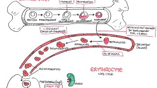 Haematology  Red Blood Cell Life Cycle [upl. by Eelibuj179]