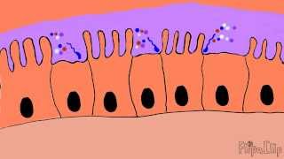 Mechanism of cholera toxin [upl. by Asina]