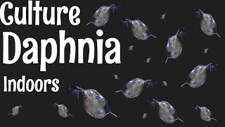 How to Culture Daphnia [upl. by Ahsienal]