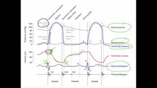 Wiggers Diagram [upl. by Allie]