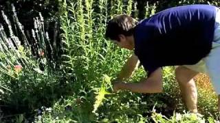 Penstemon Deadheading  Maintenance [upl. by Weisbart]