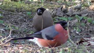 BULLFINCHES Nuthatch amp Finches  Relaxing [upl. by Amri]