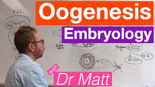 Oogenesis  Embryology [upl. by Amrita382]