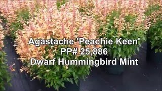 Agastache Peachie Keen Dwarf Hummingbird Mint [upl. by Aihtela154]