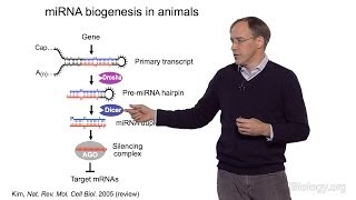 David Bartel Whitehead InstituteMITHHMI Part 1 MicroRNAs Introduction to MicroRNAs [upl. by Beard898]