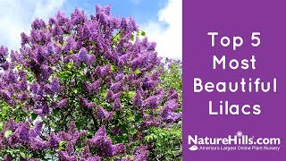 Top 5 Most Beautiful Lilacs  NatureHillscom [upl. by Nialb110]