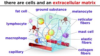 Types of Tissue Part 2 Connective Tissue [upl. by Noonan]