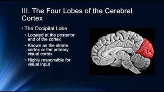 Introduction to the Cerebral Cortex [upl. by Gnehs614]