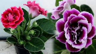 How to grow Gloxinia from a leaf  Propagating Gloxinia from leaf cutting [upl. by Northington549]