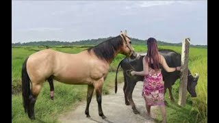 My sister training care her lovely horse in beginner 2021 [upl. by Sama692]