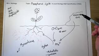 Phosphorus Cycle [upl. by Nolahp]