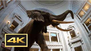 Natural History Museum New Dinosaur Exhibit Walking Tour in 4K  Washington DC [upl. by Aileda716]