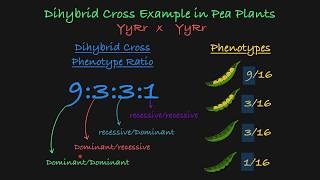 Dihybrid Cross Explained [upl. by Groome]