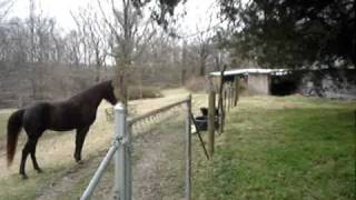 Horse and dog play together [upl. by Embry]