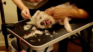 Dog Live Grooming [upl. by Thirzi]