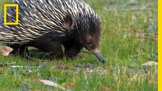 Prickly Love Echidnas Caught Mating  National Geographic [upl. by Aprilette]