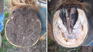 Horse Hoof RESTORATION  Satisfying  HORSE HOOF TRIMMING [upl. by Jake490]