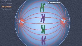 Animation How the Cell Cycle Works [upl. by Neelloj]