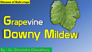 diseases of grapevine  Downy Mildew [upl. by Nnayar]