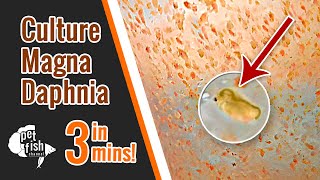 How to culture DAPHNIA MAGNA  The easy way [upl. by Timmie]