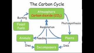 Carbon amp Nitrogen Cycles GCSE Combined Science Biology [upl. by Reece]