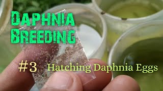 Daphnia Culture made simple and easy 3  Hatching Daphnia eggs [upl. by Nedlog]