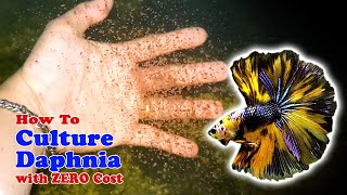 How to Culture Daphnia with ZERO Cost  Unlimited Live Food For Our Fish [upl. by Arrimat180]