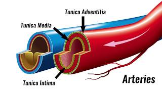 Blood vessels  Structure amp Function  GCSE PE [upl. by Jeffy]