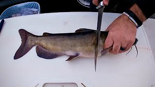 How to Fillet Clean a Catfish [upl. by Yahsan]