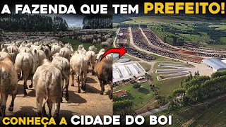 CIDADE DO BOI  A FAZENDA que tem PREFEITO Fazendas Bergamini [upl. by Polad]