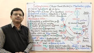 Diabetes Mellitus Part10 Mechanism of Action of Sulfonylurease  Antidiabetic Drugs  Diabetes [upl. by Acinhoj]