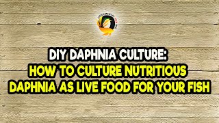 DIY Daphnia Culture How to Culture Nutritious Daphnia as Live Food for Your Fish [upl. by Macintyre]