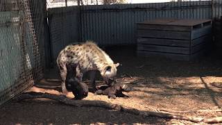 Spotted Hyena Twins Born at Monarto Zoo [upl. by Ladd483]