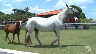 Conheça uma das fazendas mais modernas do Nordeste [upl. by Wauters]