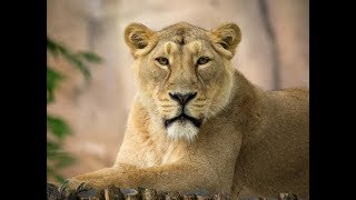 Liontrust series Meet ZSL London Zoo’s Lions [upl. by Hayman]