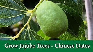 How to Grow Jujube Trees Chinese Date Pruning Flowering and Fruiting [upl. by Aundrea216]