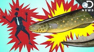 How Do Eels Make Electricity [upl. by Ayenet]