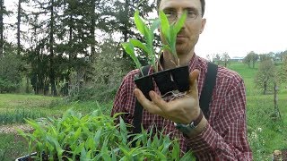 Transplanting Sweet Corn [upl. by Bruner]