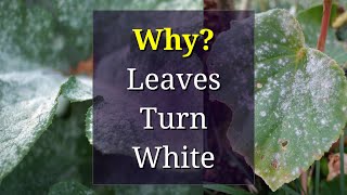 Why Leaves Get White Spots Powdery Mildew [upl. by Perri]