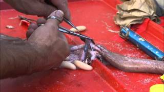 Hagfish Dissection [upl. by Iveson]