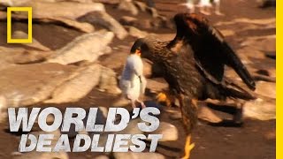 Caracaras Eat Baby Seabirds  Worlds Deadliest [upl. by Lashar]