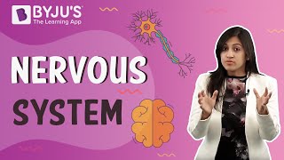 Nervous System Control and Coordination [upl. by Ware745]