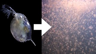 How I Culture Daphnia [upl. by Olney]