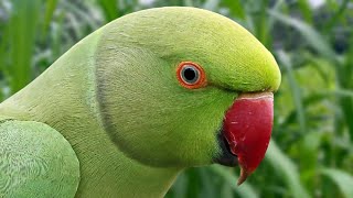 Parrot Calling Sounds  Natural Parrot Sounds  Parrot Voices [upl. by Armitage941]