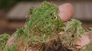 sphagnum moss  Sphagnum spp Identification and characteristics [upl. by Akym]