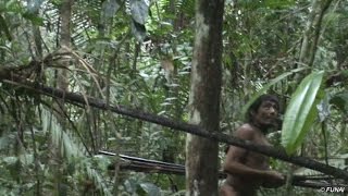 Uncontacted tribe threatened by loggers BBC World Service [upl. by Dewar]